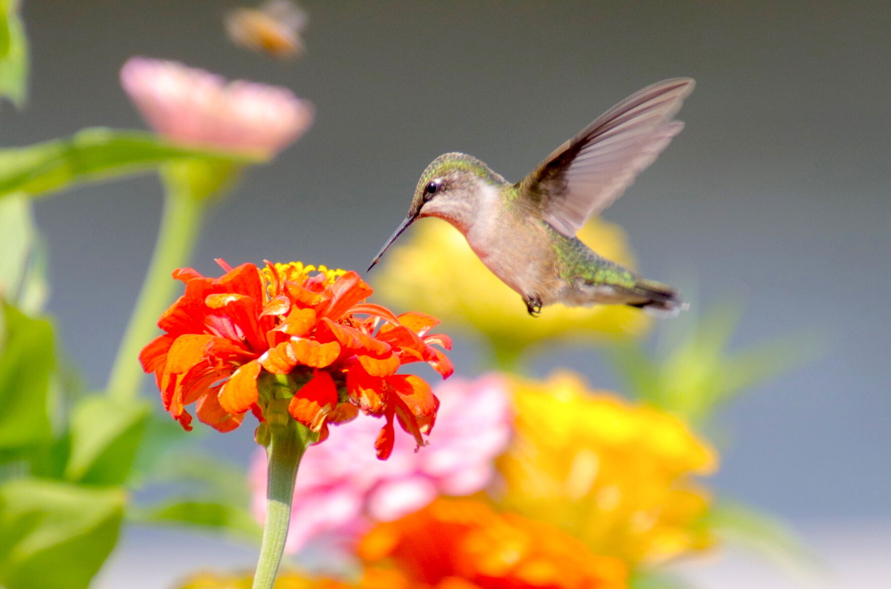 Darting Along